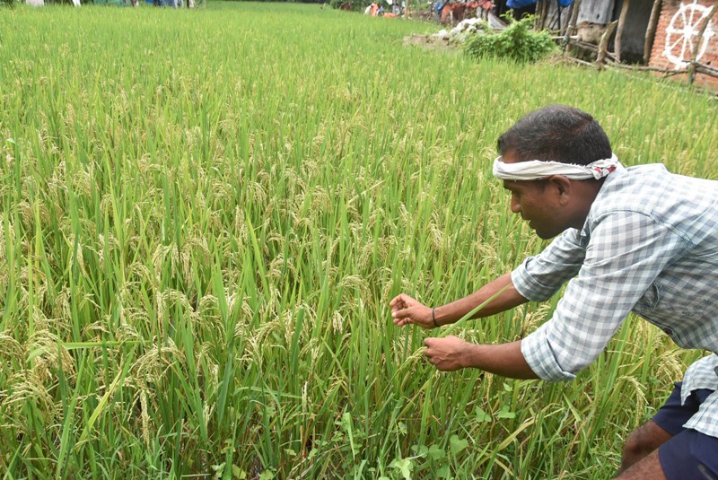 Farmer works on paddy field in Ranchi