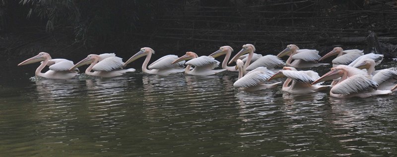 Assam state zoo in Guwahati
