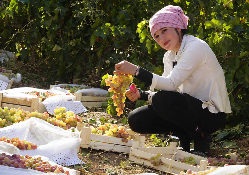 A farmer harvests grape at a vineyard in Uzbekistan