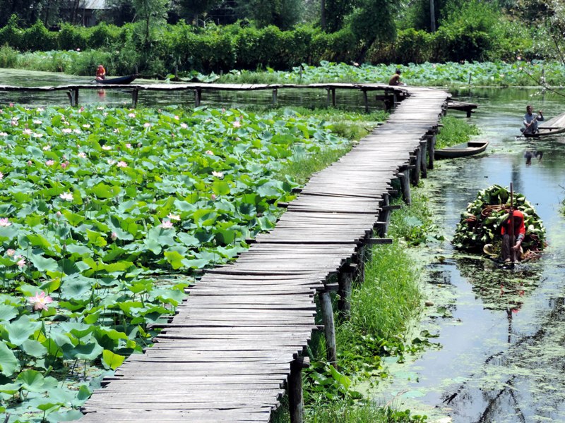 Dal Lake in Srinagar