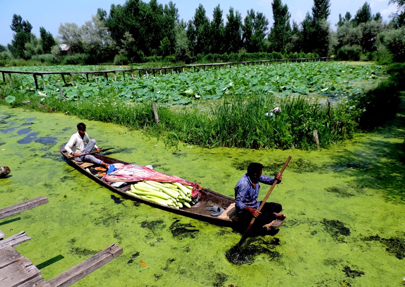Dal Lake in Srinagar