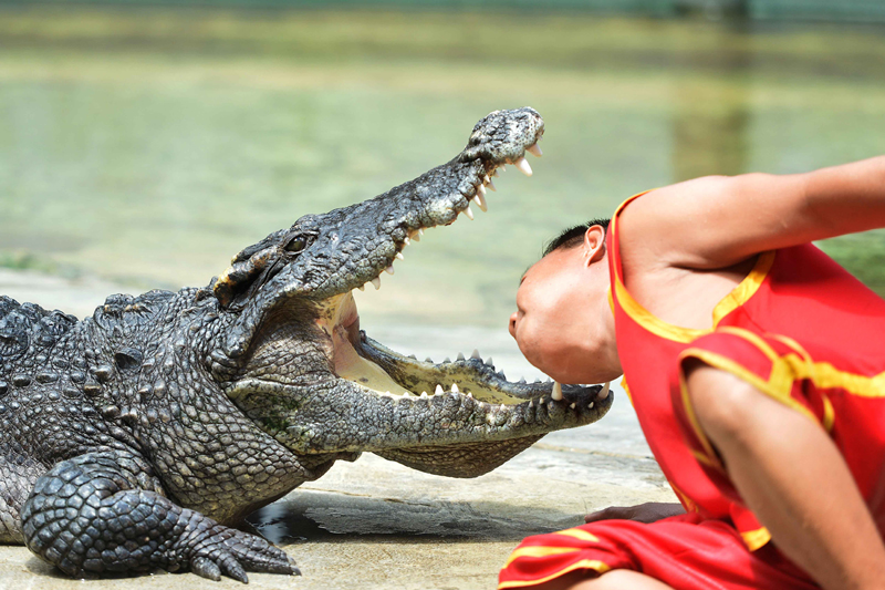 Man puts his head between gaping fangs of crocodile during show in Bangkok Zoo