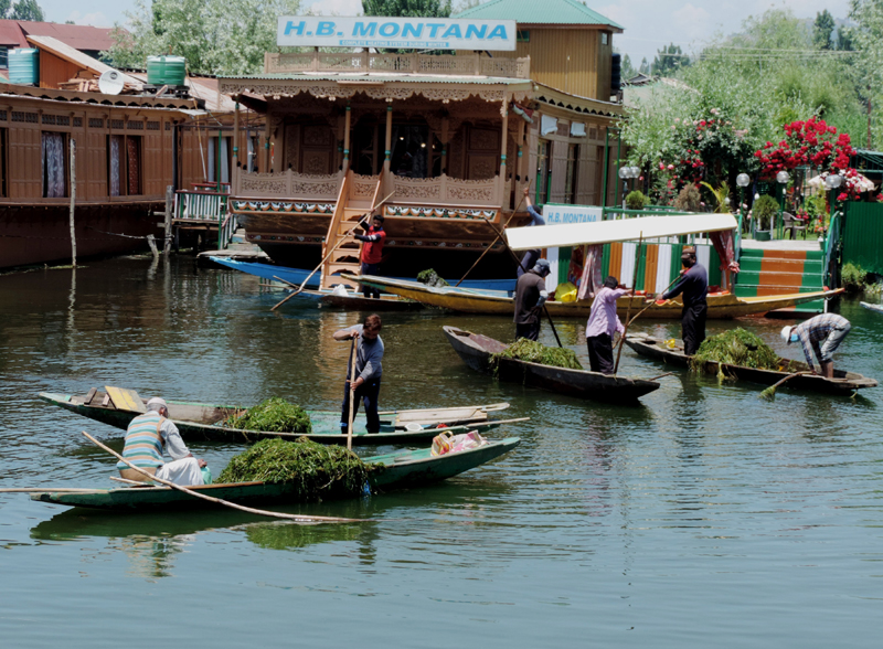 Labourers manually de-weed Dal Lake