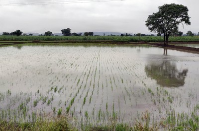 Belagavi: Rain water enters agriculture field