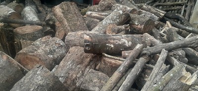 Afghanistan hospital razes trees for fuel amid severe economic crisis