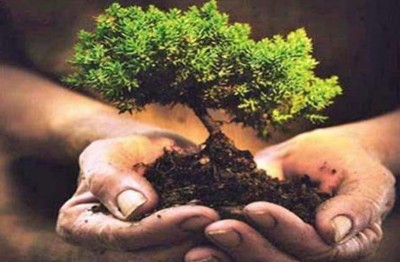 Forest department to plant 1 crore saplings across Jammu and Kashmir