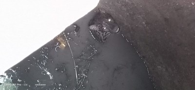 Assam: Leopard trapped in open well on the fringe of Garbhanga forest rescued