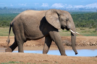 Six wild elephants stuck in same muddy pond in Assam’s Goalpara district, later rescued