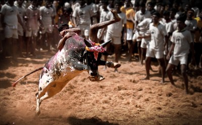 33 persons injured in Palamedu Jallikattu in Tamil Nadu