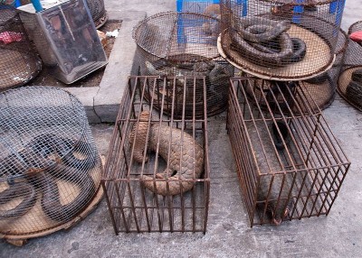 Pakistan witnessing sharp decline in numbers of pangolin due to their illegal trade  in China: WWF