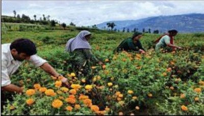 After Purple Revolution, farmers now reap benefits of marigold cultivation in Bhadarwah, Kashmir