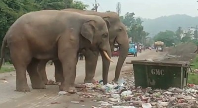 Wild elephants roaming in Guwahati