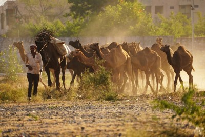 Camel herders on way to annual Pushkar fair in Rajasthan