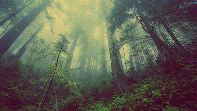 Jammu and Kashmir: Forest Rights Committees to accept claims on Forest land from today