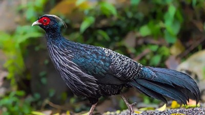 Kalij pheasant is J&K's official bird