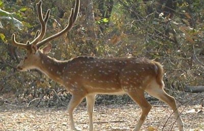 Jammu and Kashmir: Hangul census 2021 on cards