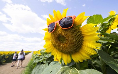 View of a sunflower with sunglasses at Davis Family Farm in Canada's Ontario