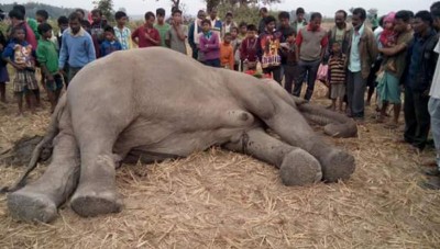 Assam: Old adult elephant dies at Manas National Park