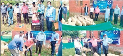 Sheep rearing units set up in Shopian, Kashmir