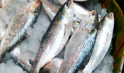 Bangladesh to export 2080 MT Hilsa fish to India during Durga Puja