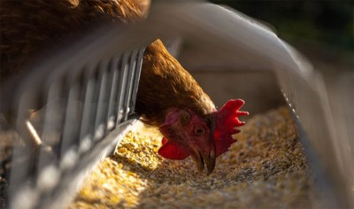 Bird flu scare: Assam government temporarily bans poultry import