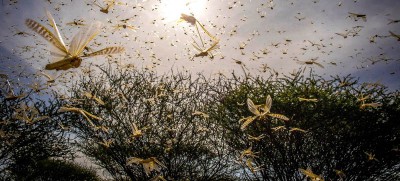 East African countries better prepared, but desert locust threat ‘not over’