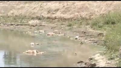Decomposed bodies wash up on banks of Ganga in Bihar, creates panic amid Covid