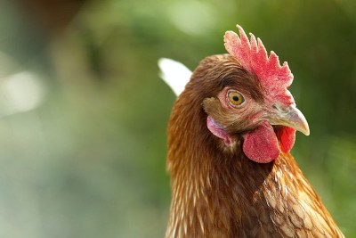Bird Flu hits India: Hundreds of chicken dumped in the forest