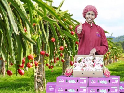 India exports exotic dragon fruit to Dubai
