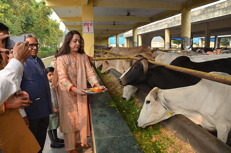 BJP MP Hema Malini worships cows on Gopastami in Vrindavan