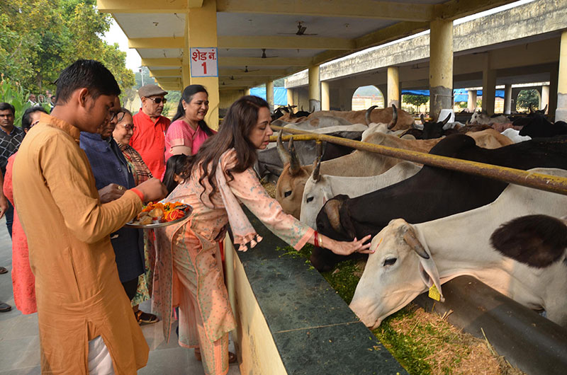 BJP MP Hema Malini worships cows on Gopastami in Vrindavan
