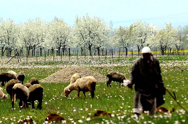 SPRING IN KASHMIR