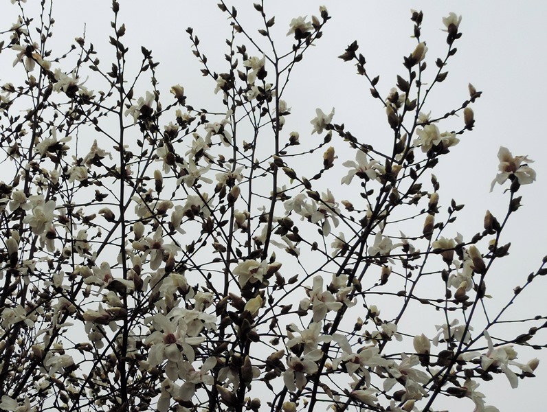 Pratap Park in Srinagar