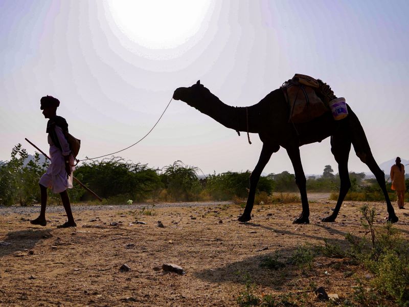 Camel traders cluster in annual Pushkar fair in Rajasthan