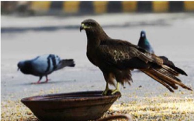 Delhi likely to receive rain, temp likely to touch 42 degrees