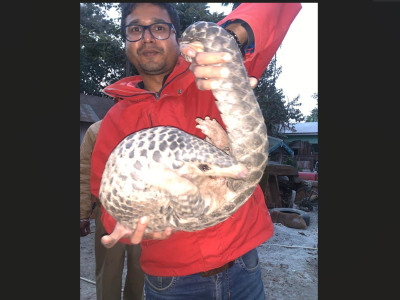 Assam: Forest department rescues pangolin