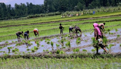 ‘Agri deptt in Kashmir to distribute 2.9 crore seedlings among farmers’