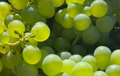 Repora emerging as grapes village of Jammu and Kashmir