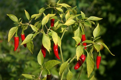 Manipur: State Minister flags off  7.5 tonnes of 'Bird’s Eye Chilli' to USA