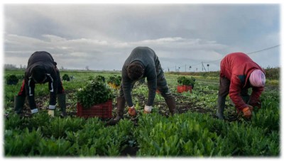 Harvesting Pain: Sikh slaves fuelling Italy’s farmlands