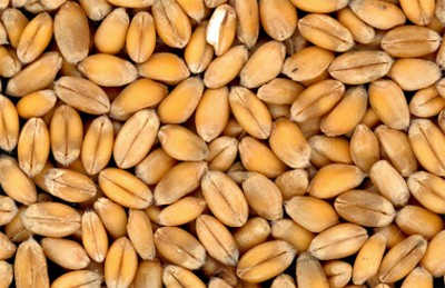 Pakistan: 11 booked for stealing 8,000 free flour bags