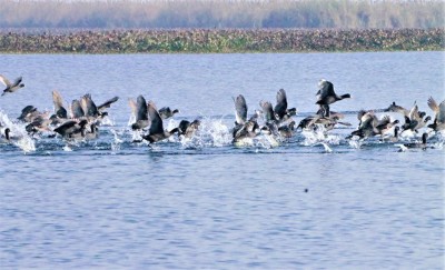Harike welcomes migratory guests amidst winter’s belated arrival