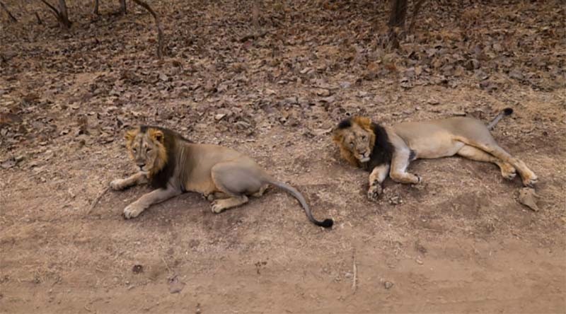 PM Modi captures Asiatic lions on camera during Gir forest safari on World Wildlife Day
