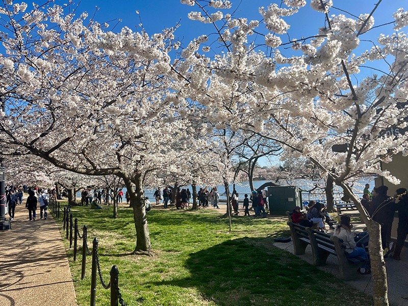Cherry Blossom Rush In Washington DC