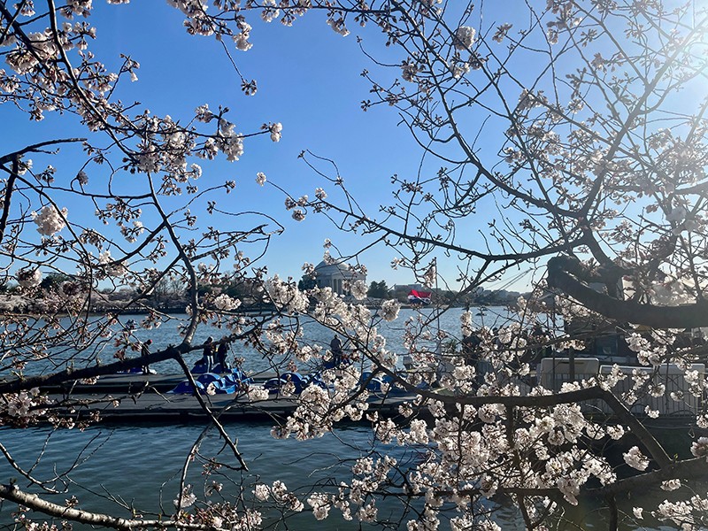 Cherry Blossom Rush In Washington DC