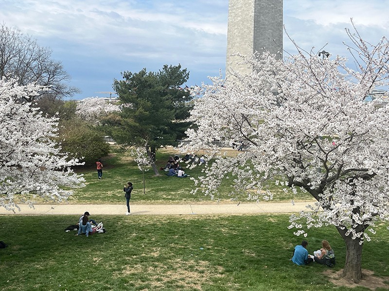 Cherry Blossom Rush In Washington DC