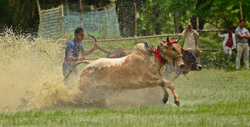 In Images: Tradition, Thrill, and Thundering Hooves: Bengal’s Moi Chara Cattle Race Festival