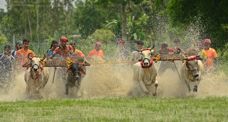 In Images: Tradition, Thrill, and Thundering Hooves: Bengal’s Moi Chara Cattle Race Festival