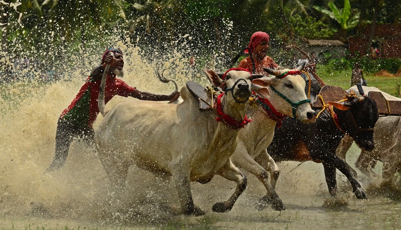 In Images: Tradition, Thrill, and Thundering Hooves: Bengal’s Moi Chara Cattle Race Festival