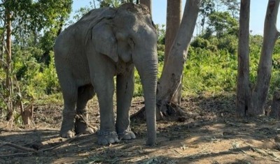 Vantara to shelter 20 elephants rescued from exploitative logging industry